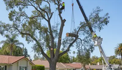 Professional arborists performing safe tree removal with crane and chainsaws in Los Angeles, CA