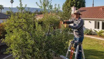 Arborist pruning fruit tree in Los Angeles CA backyard orchard for optimal growth and tree service care