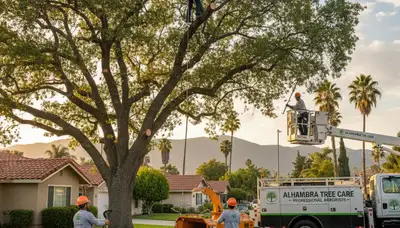 Professional tree removal service in Los Angeles CA safely clearing large trees