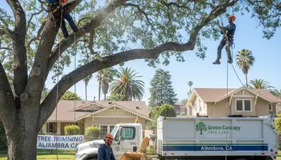 Professional tree removal service in Los Angeles CA by expert arborists