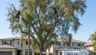 Professional tree removal service in Los Angeles CA safely clearing large oak tree