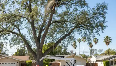 Professional tree removal service in Los Angeles CA safely cutting large tree branches