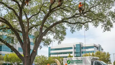 Professional tree removal service in Los Angeles, CA safely cutting down a large oak tree