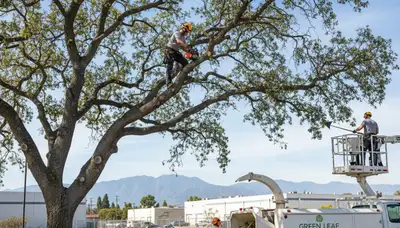 Professional tree removal service in Los Angeles CA safely cutting and clearing large trees