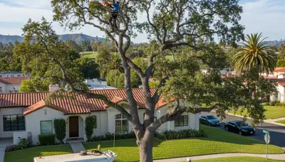 Professional tree removal service in Los Angeles CA safely cutting large oak tree