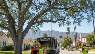 Professional tree removal service in Los Angeles CA by certified arborists