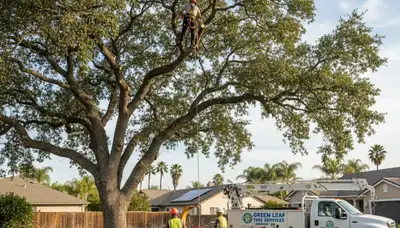 Professional tree removal service in Los Angeles CA safely cutting and clearing large backyard tree
