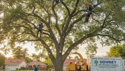 Professional tree removal service in Los Angeles, CA clearing large oak safely