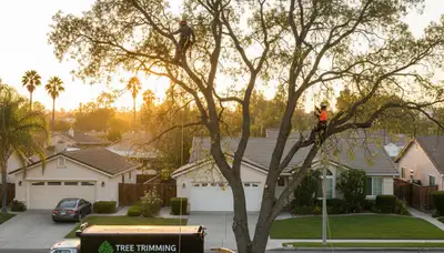 Professional tree removal service in Los Angeles CA safely cutting and clearing large backyard trees