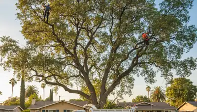 Professional tree removal service in Los Angeles, CA safely cutting large trees