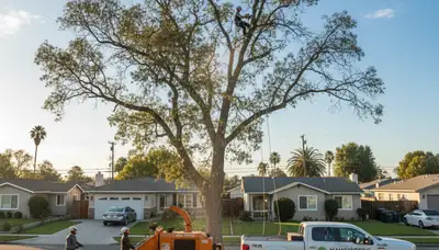 Professional tree removal service in Los Angeles CA safely clearing large backyard trees