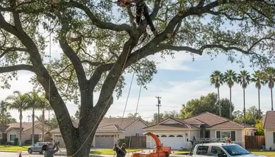 Professional tree removal service team in Los Angeles, CA safely cutting and clearing large trees