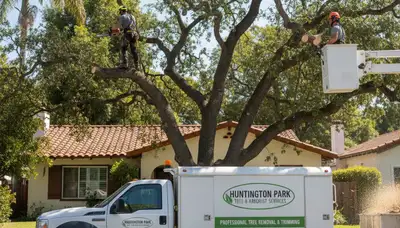 Professional tree removal service in Los Angeles CA safely cutting and clearing large trees