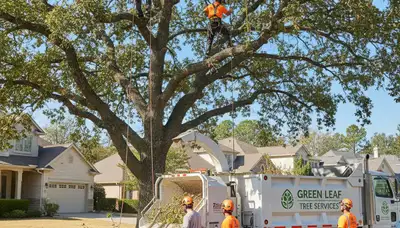 Arborist performing professional tree trimming in Los Angeles, CA for healthy urban trees