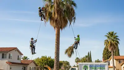 Professional tree removal service in Los Angeles, CA by certified arborists