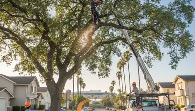 Professional tree removal service in Los Angeles CA safely cutting and clearing large trees