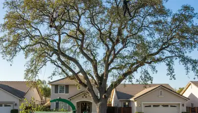 Professional tree removal service in Los Angeles, CA safely cutting and clearing large trees