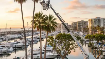 Professional tree removal service in Los Angeles CA by certified arborists