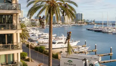 Professional tree removal service in Los Angeles CA removing large tree safely