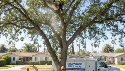Professional tree removal service in Los Angeles CA safely cutting and clearing large trees