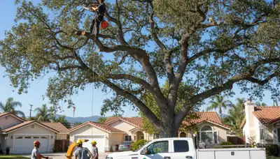 Professional tree removal service in Los Angeles CA safely clearing trees and debris