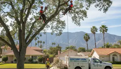 Professional tree removal service experts working in Los Angeles, CA