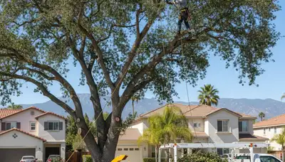 Professional tree removal service in Los Angeles, CA safely cutting and clearing large trees