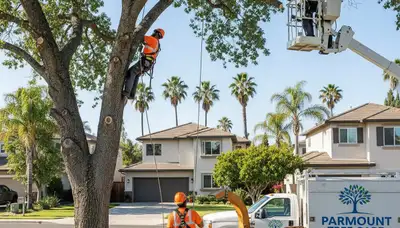 Professional tree removal service in Los Angeles CA by certified arborists