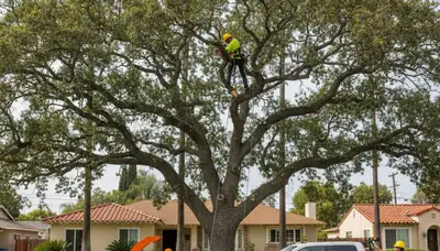Professional tree removal service in Los Angeles CA safely clearing residential property trees