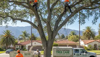 Professional tree removal service in Los Angeles, CA by certified arborists