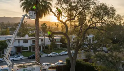 Professional tree removal service in Los Angeles CA safely cutting and clearing large trees