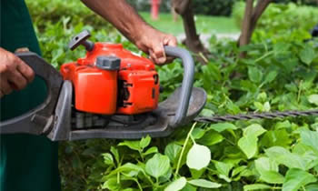 Shrub Removal in Los Angeles CA Shrub Removal Services in Los Angeles CA Shrub Care in Los Angeles CA Landscaping in Los Angeles CA