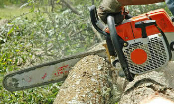 Tree Removal in Los Angeles CA Tree Removal Quotes in Los Angeles CA Tree Removal Estimates in Los Angeles CA Tree Removal Services in Los Angeles CA Tree Removal Professionals in Los Angeles CA Tree Services in Los Angeles CA