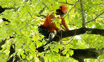 Tree Trimming in Los Angeles CA Tree Trimming Services in Los Angeles CA Tree Trimming Professionals in Los Angeles CA Tree Services in Los Angeles CA Tree Trimming Estimates in Los Angeles CA Tree Trimming Quotes in Los Angeles CA