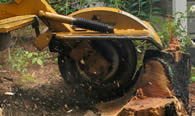Stump Removal in Los Angeles CA