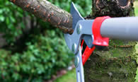 Tree Pruning Services in Los Angeles CA