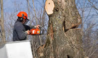 Tree Removal in Los Angeles CA