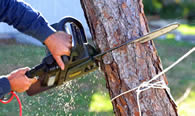 Tree Trimming in Los Angeles CA